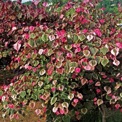 Cercis canadensis Carolina Sweetheart®