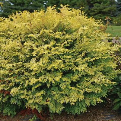Chamaecyparis obtusa Conschlecht™