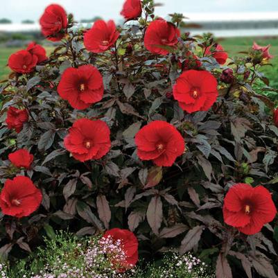 Hibiscus 'Edge of Night' (Hibiscus Moscheutos 'Edge Of Night') — reference photo