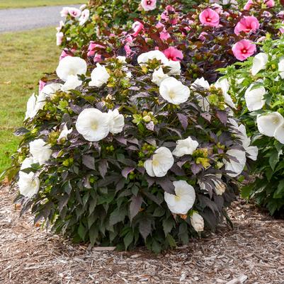 Hibiscus 'Starry Starry Night' (Hibiscus 'Starry Starry Night') — reference photo