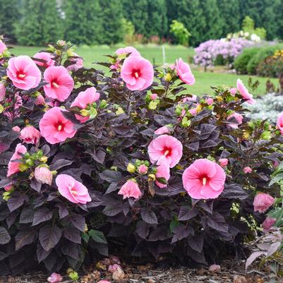 Hibiscus 'Cookies and Cream' (Hibiscus Moscheutos 'Cookies And Cream') — reference photo