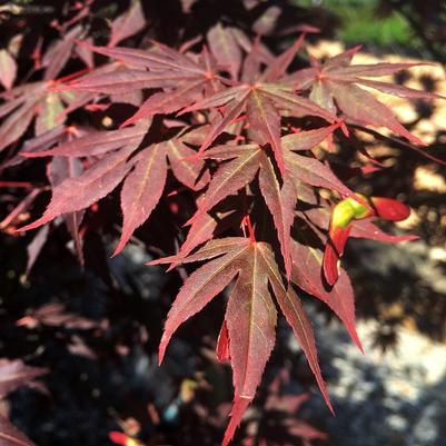 Acer palmatum Dragon Tears™