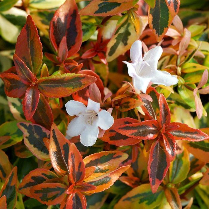 Abelia x grandiflora Kaleidoscope