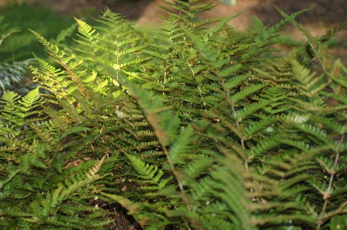 Dryopteris erythrosora 