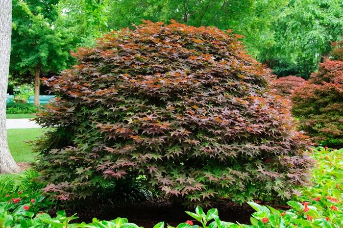 Acer palmatum Rhode Island Red