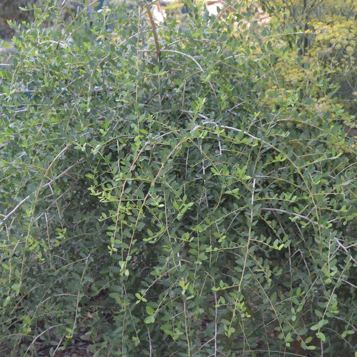 Ilex vomitoria Pendula