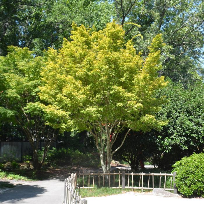 Acer palmatum Sango Kaku