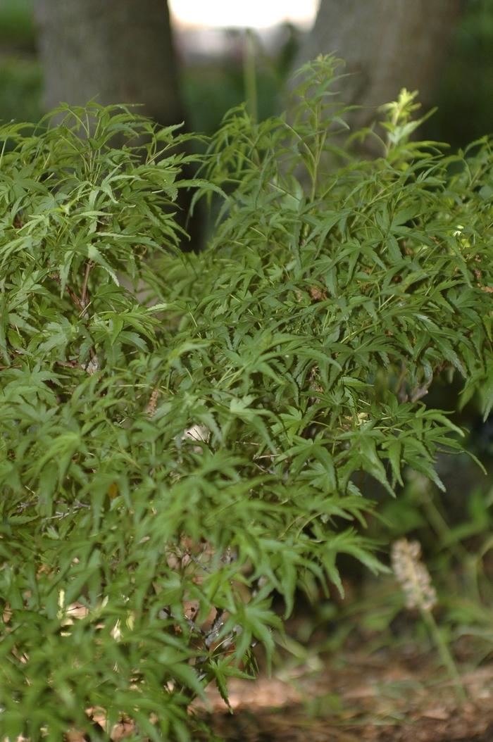 Acer palmatum Sharp's Pygmy