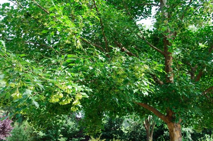 Acer buergerianum