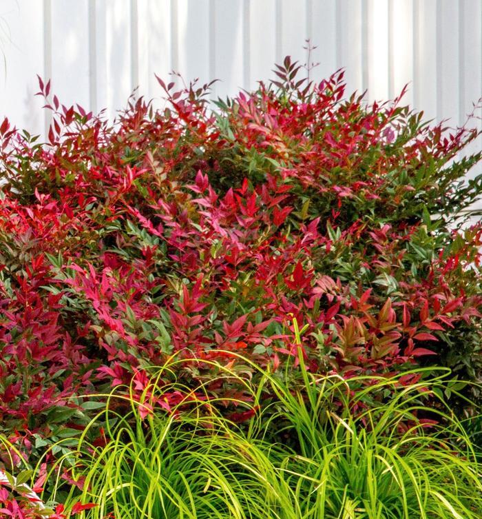 Nandina domestica Obsession™