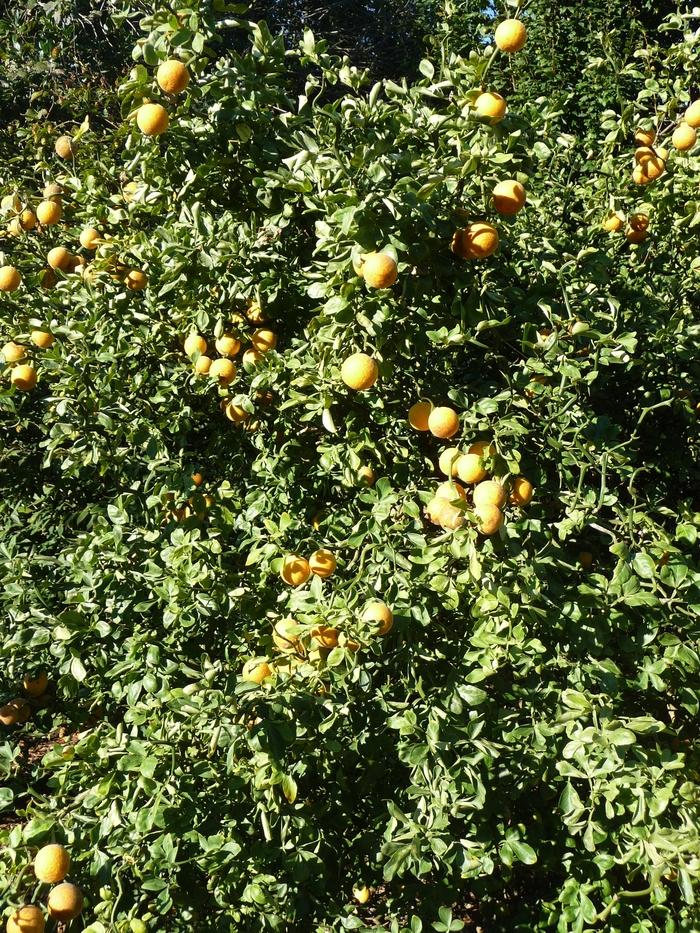 Poncirus trifoliata Flying Dragon