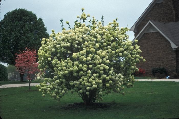 Viburnum macrocephalum Sterile