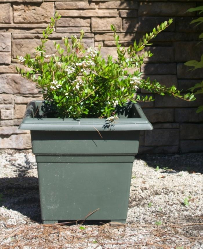 Viburnum obovatum Raulston's Hardy