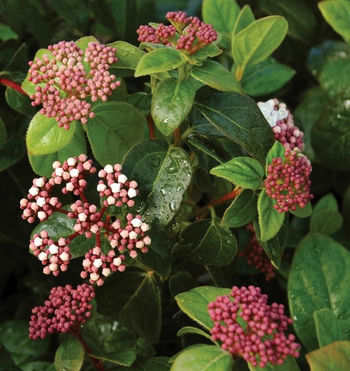 Viburnum tinus Shades of Pink