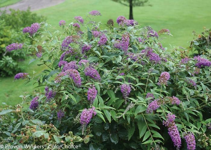 Buddleia Lo & Behold® Purple Haze