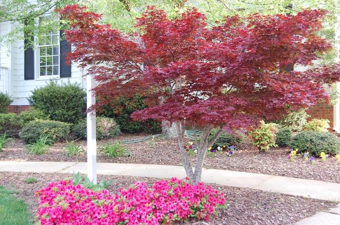 Acer palmatum Bloodgood