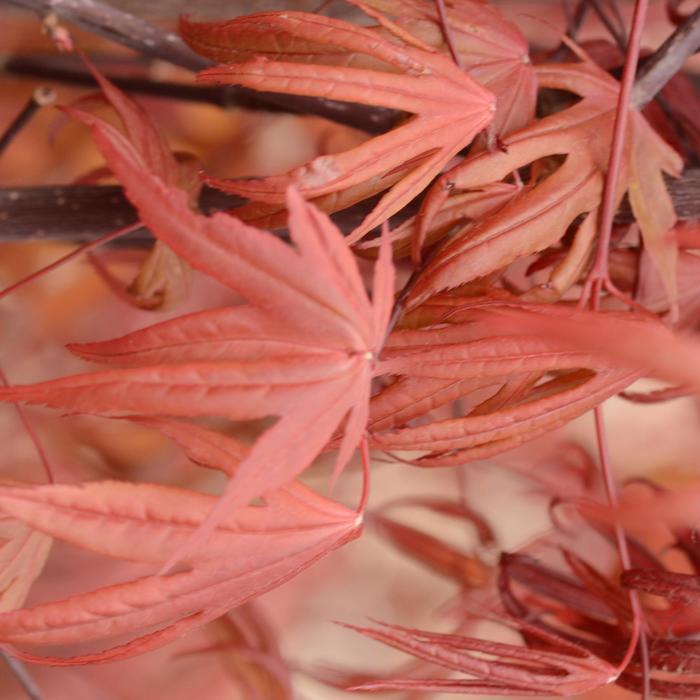 Acer palmatum Emperor I®