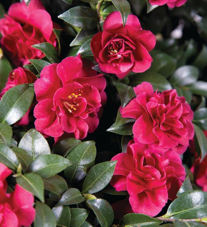 Camellia sasanqua October Magic Ruby