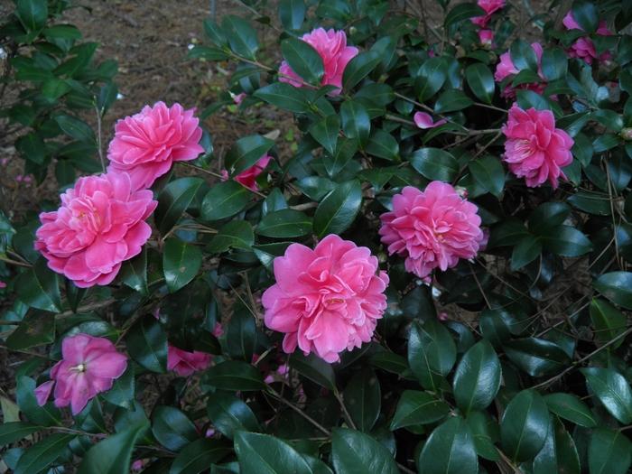 Camellia x Autumn Spirit