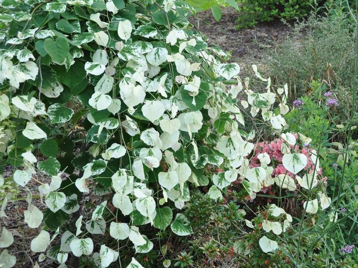 Cercis canadensis Whitewater