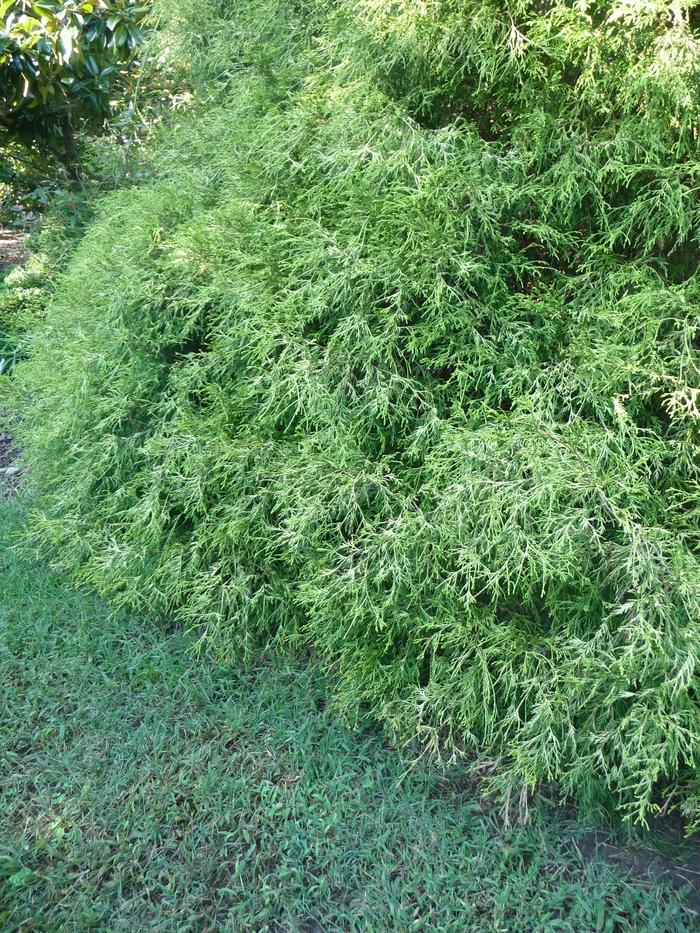 Chamaecyparis pisifera Filifera Aureovariegata
