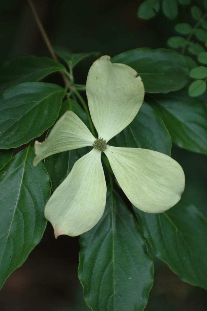 Cornus x Constellation®