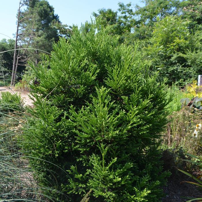 Cryptomeria japonica Gyokuryu