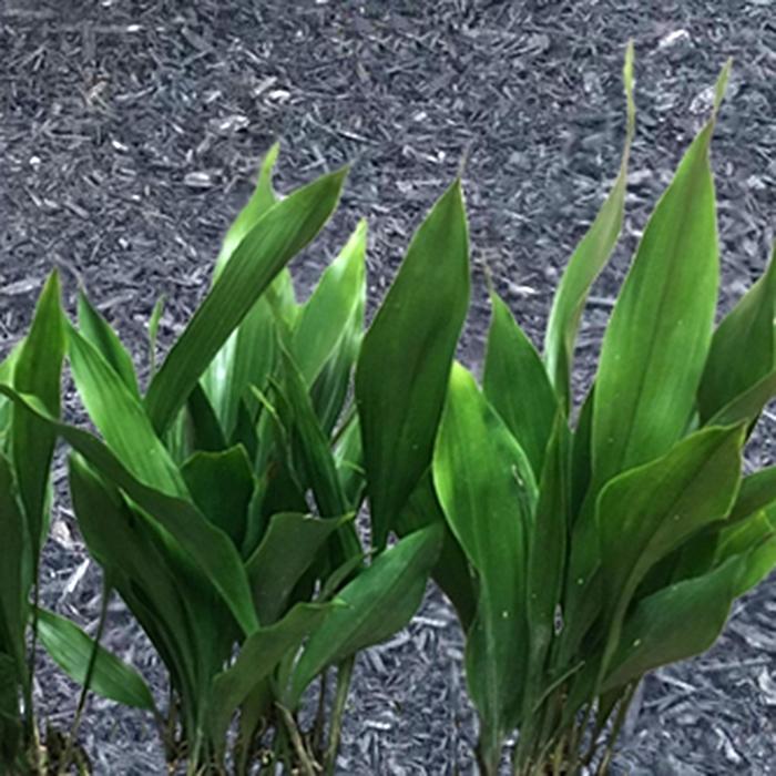 Aspidistra elatior Tiny Tank™