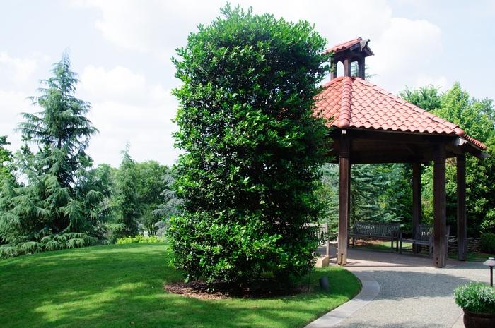 Ilex x Nellie R. Stevens