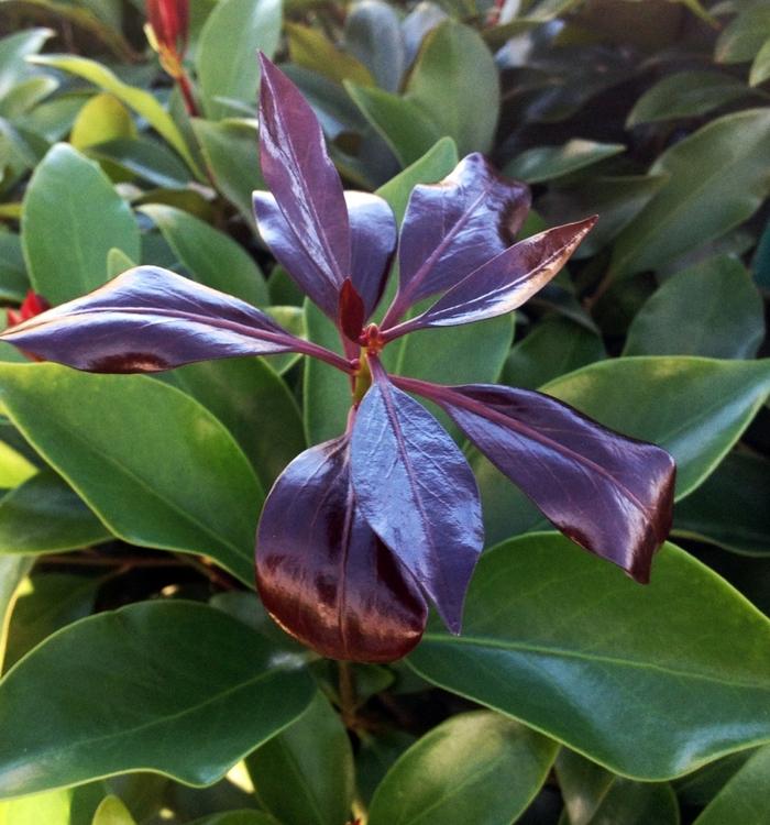 Illicium anisatum Murasaki-no-sato