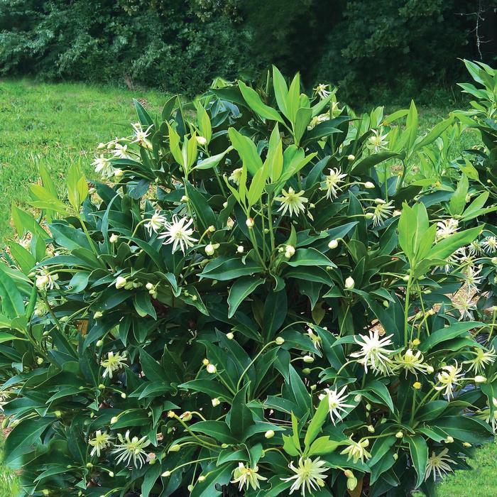 Illicium x Orion™