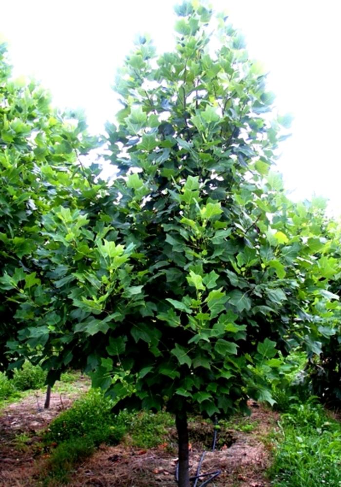 Liriodendron tulipfera Emerald City
