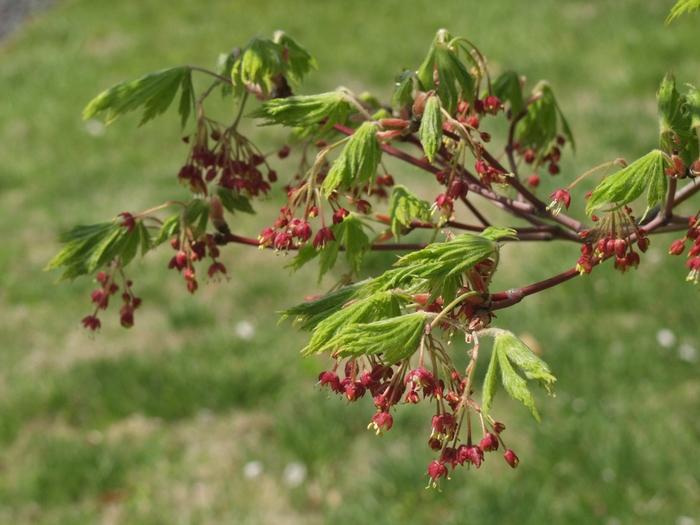 Acer japonicum Aconitifolium