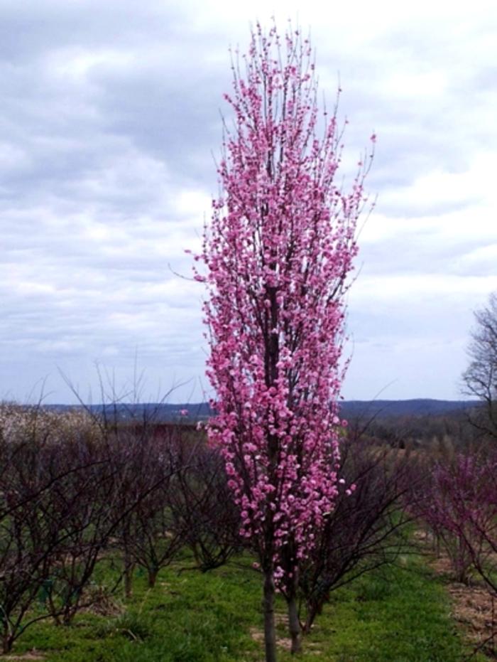Prunus persica Corinthian Rose