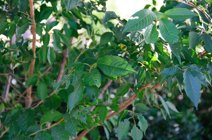 Prunus x subhirtella Autumnalis