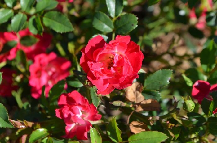 Rosa Red Drift®