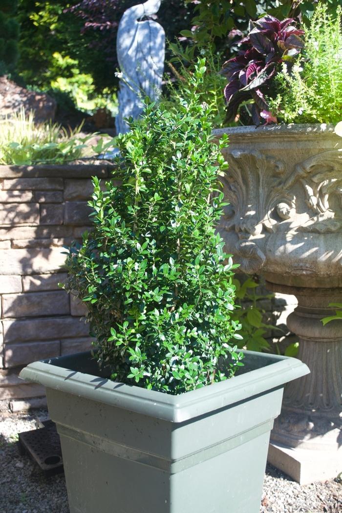 Buxus sempervirens Dee Runk