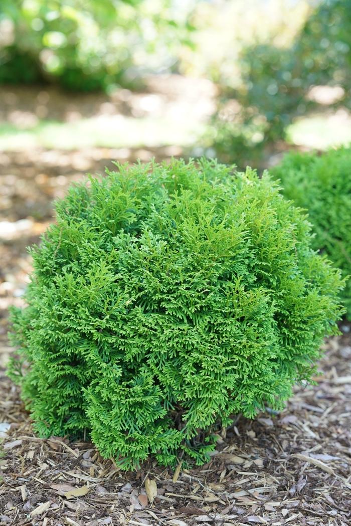 Thuja occidentalis Tater Tot®
