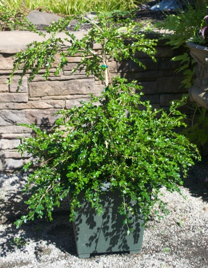 Buxus sempervirens Unraveled