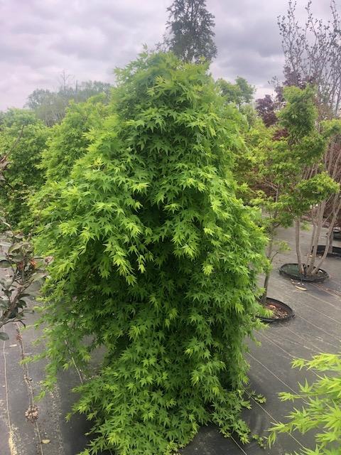 25g Acer palmatum 'Ryusen' 4/7/25- Example picture
Not all crops will look the same