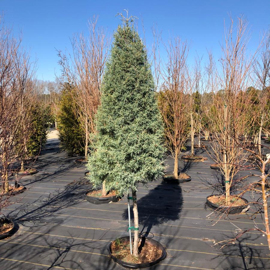 Callitropsis glabra 'Carolina Sapphire' - Carolina Sapphire Cypress STD Cone from Panther Creek Nursery