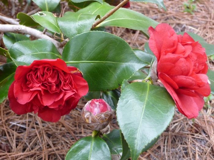 Camellia japonica Professor Sargent