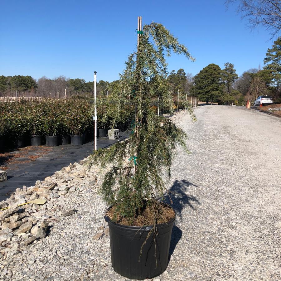Cedrus deodara 'Feelin' Blue' - Deodar Cedar Staked from Panther Creek Nursery