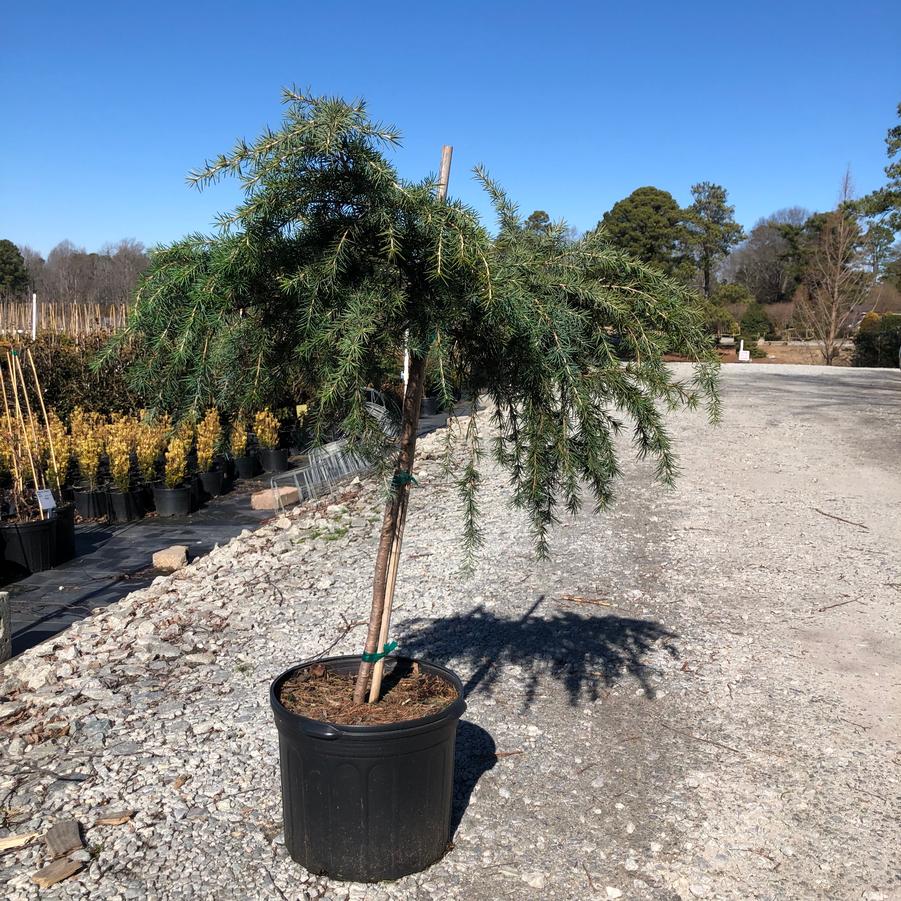 Cedrus deodara 'Feelin' Blue' - Deodar Cedar Staked STD (Topiary) from Panther Creek Nursery