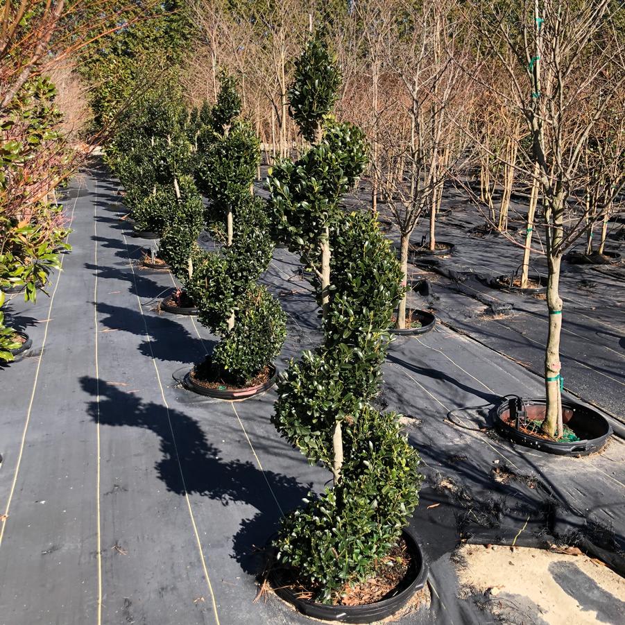 Ilex x 'Emerald Colonnade®' - Emerald Colonnade Holly® Spiral (Topiary) from Panther Creek Nursery