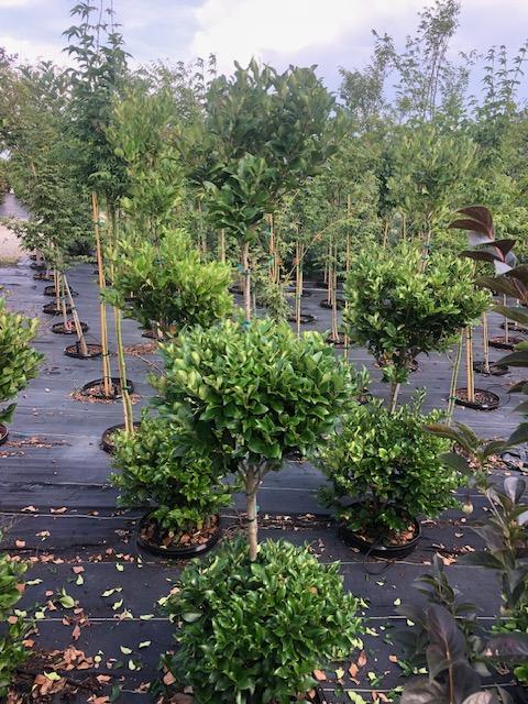 Ligustrum japonicum 'Recurvifolium' 3-ball 6/16/25 - Not all crops will look the same