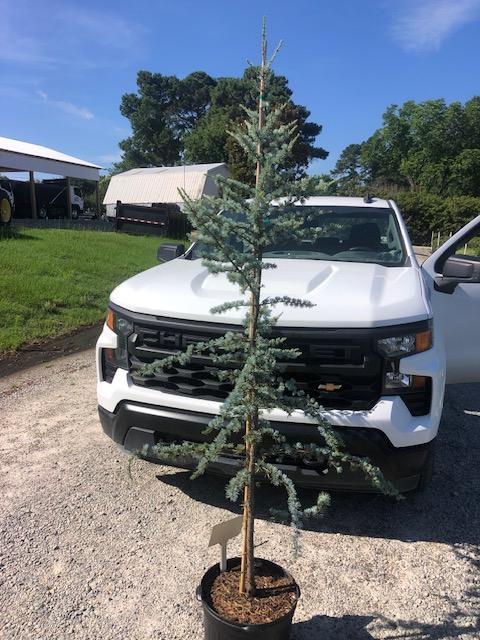 7g Cedrus atlantica 'Glauca' 6/24/25- All crops will look different