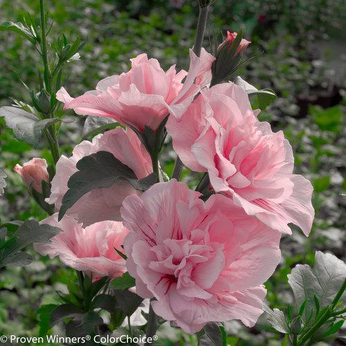 Hibiscus syriacus 'Pink Chiffon' - Pink Chiffon Hibiscus TF from Panther Creek Nursery
