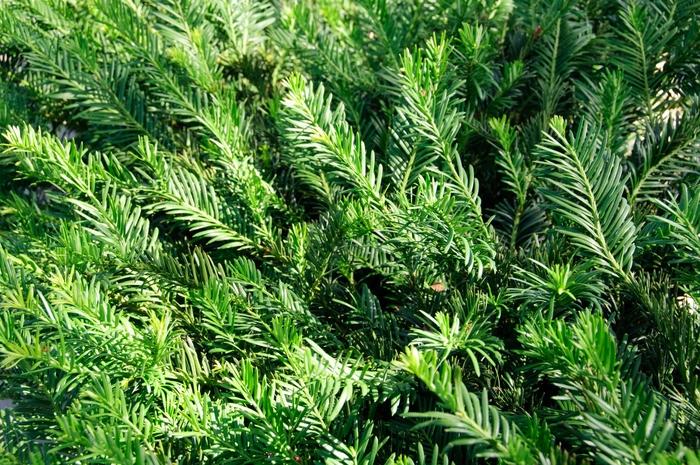 Cephalotaxus harringtonia Hedgehog