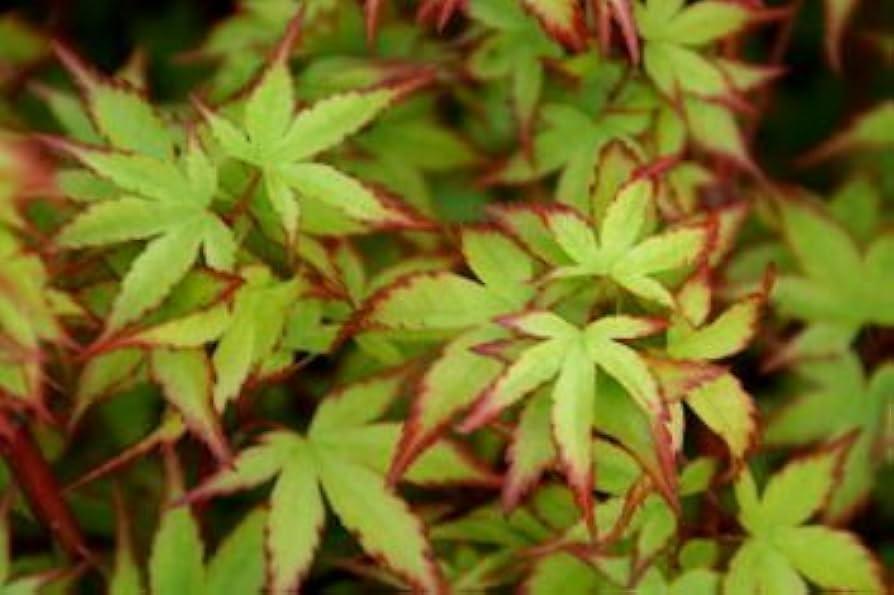 Acer palmatum 'Kashima' - Kashima Japanese Maple STD from Panther Creek Nursery